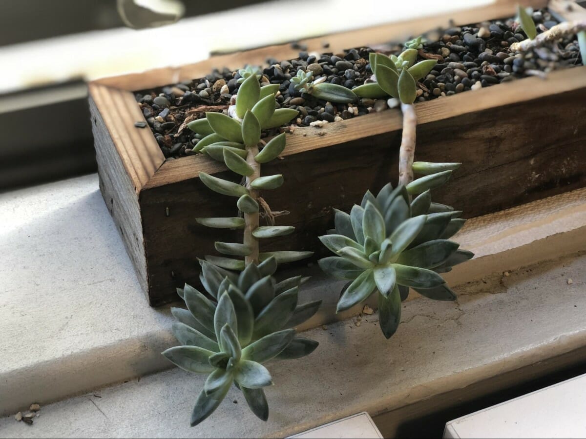 Grit and Growth Mindset: Lessons from a Dying Office Plant