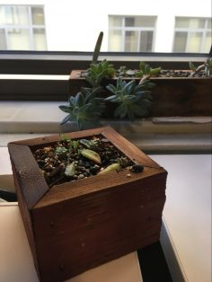 new plant growing, Grit and Growth Mindset