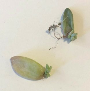 roots on plant piece